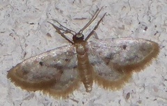 Idaea bonifata