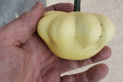 Cucurbita melopepo
