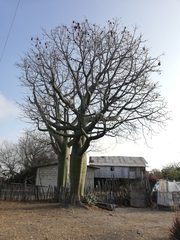 Ceiba trischistandra