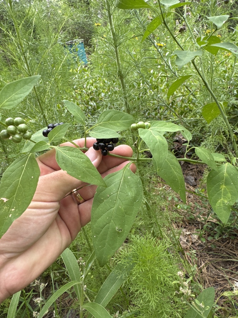 American black nightshade from Wynmar Ln, Cypress, TX, US on June 3 ...