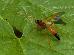 Opheltes glaucopterus barberi