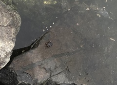 Metopograpsus messor