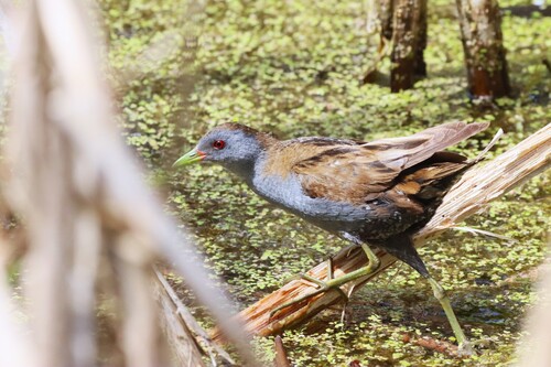 Marouette poussin