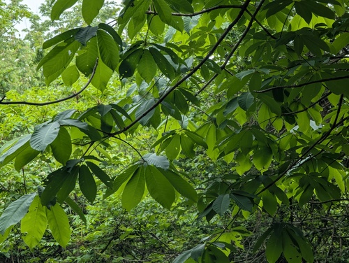 Aesculus chinensis, 2025-05-16