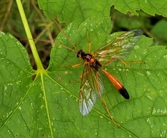 Opheltes glaucopterus barberi