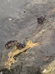 Metopograpsus messor