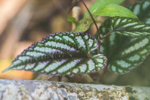 Cissus discolor