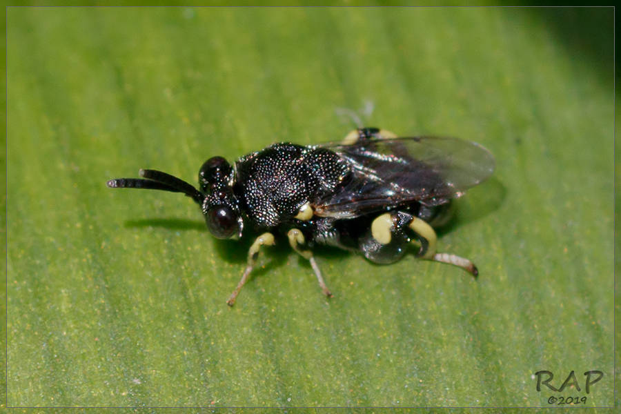 Brachymeria ovata