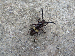 Lissonotus flavocinctus