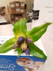 Gentiana rubricaulis