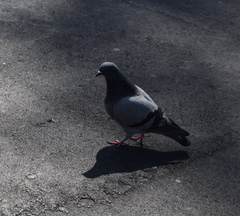Columba livia