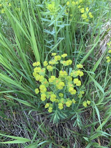 slender leafy spurge