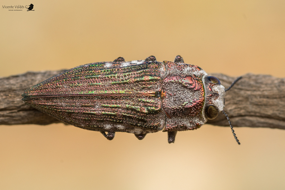 Ectinogonia roitmani