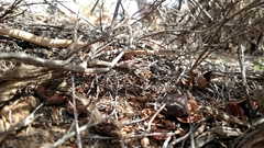 Masticophis flagellum piceus