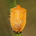 Nezara viridula aurantiaca - Photo (c) Holger Braun, alguns direitos reservados (CC BY), uploaded by Holger Braun