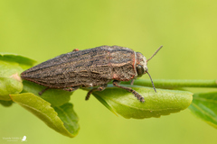 Ectinogonia buquetii