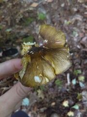 Tricholoma