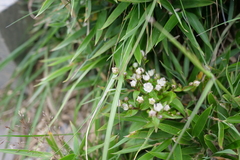 Swertia macrosperma