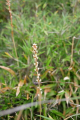 Aletris formosana