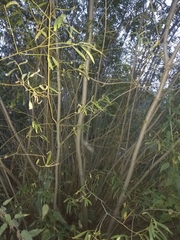 Salix