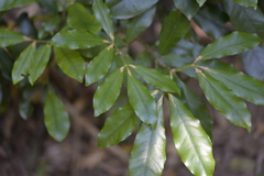 Melicope elleryana