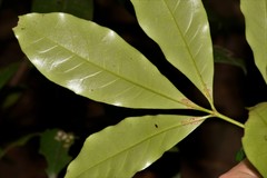 Melicope elleryana
