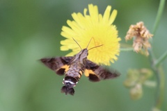 Macroglossum pyrrhosticta