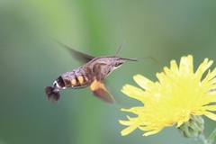 Macroglossum pyrrhosticta