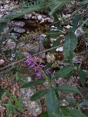 Palicourea angustifolia