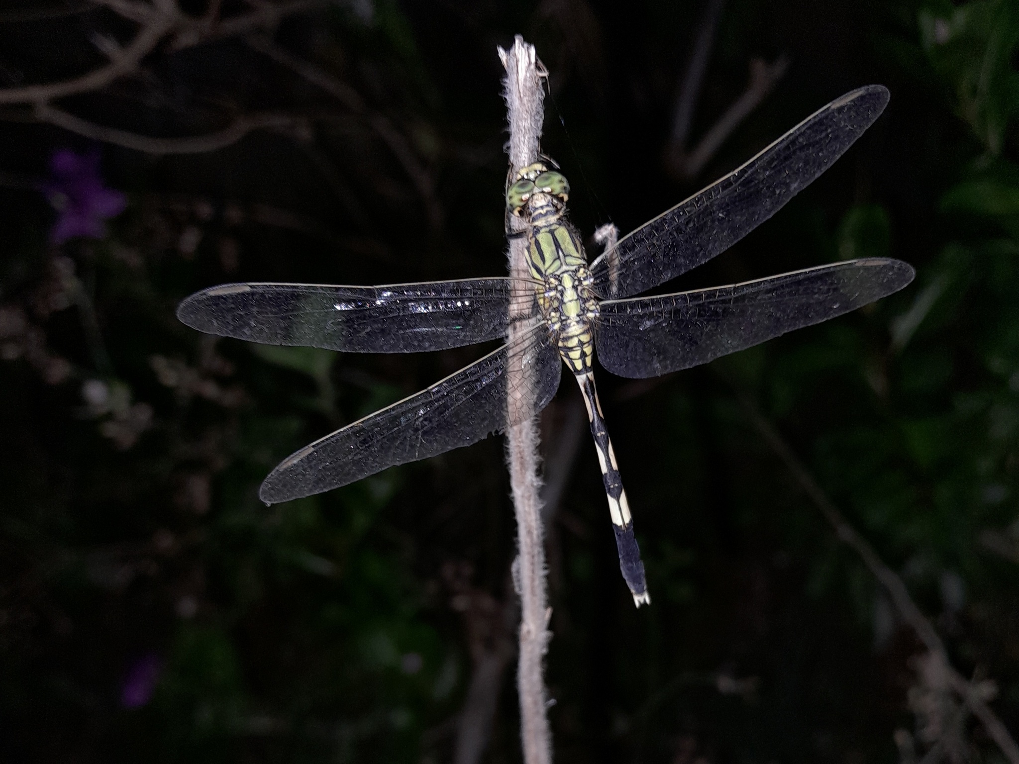 Slender Skimmer