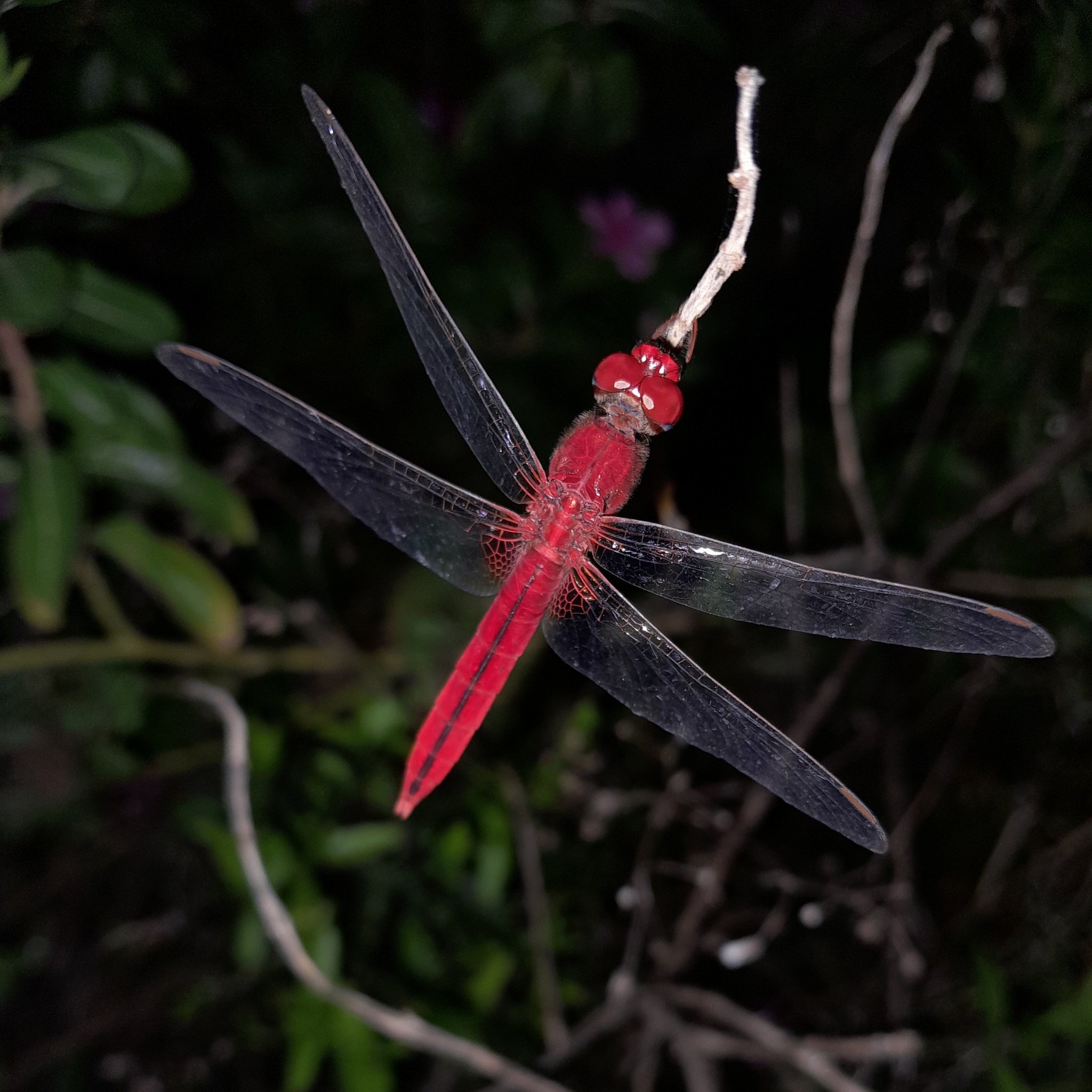 Scarlet Skimmer