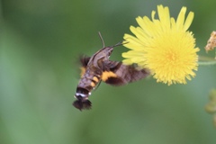 Macroglossum pyrrhosticta