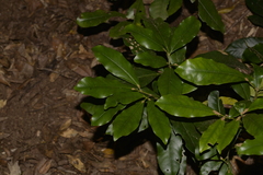 Melicope elleryana