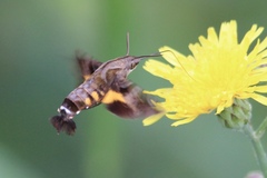 Macroglossum pyrrhosticta