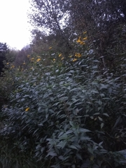 Helianthus tuberosus