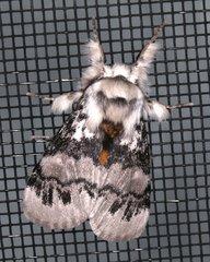 Iropoca rotundata