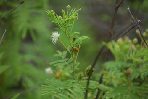 Clay-colored Leaf Beetle photo 6