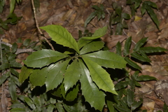 Polyosma cunninghamii