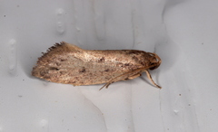 Syncometes vilis