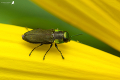 Bilyaxia cupriceps