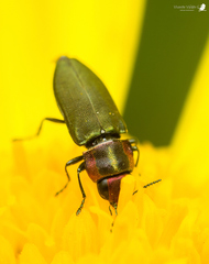 Bilyaxia cupriceps