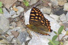 Dodona durga