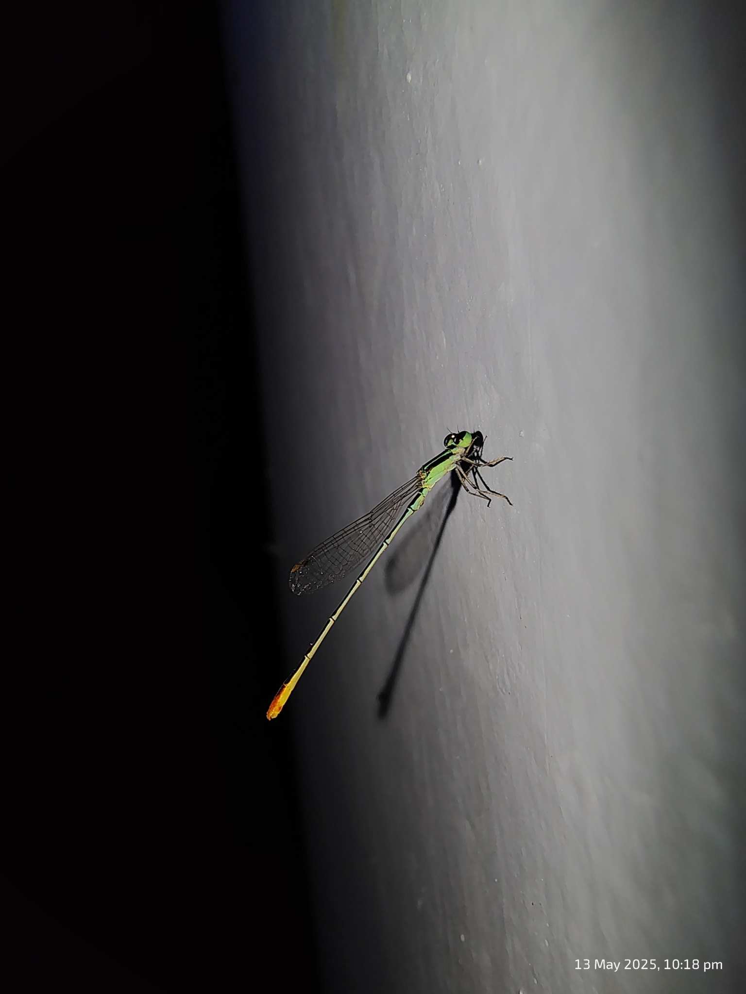Pygmy Dartlet