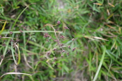 Pimpinella niitakayamensis