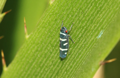 Balacha melanocephala