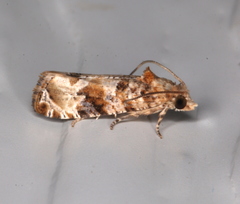 Lobesia physophora