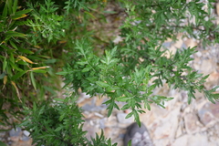 Artemisia argyi