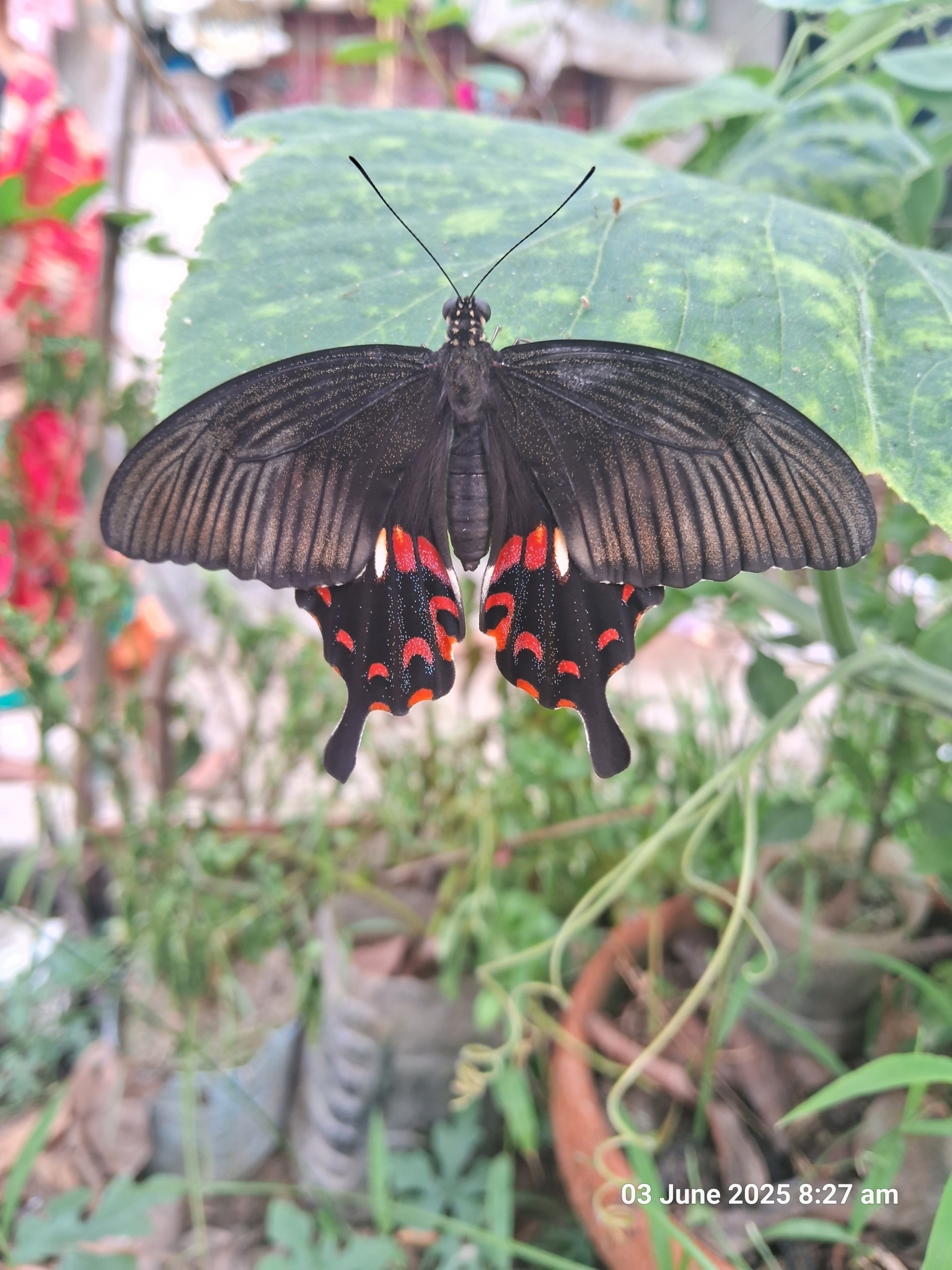 Common Mormon