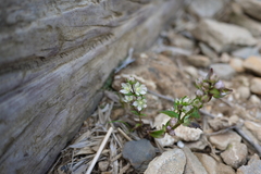 Swertia macrosperma