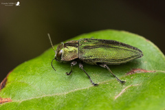 Trigonogenium subaequalis